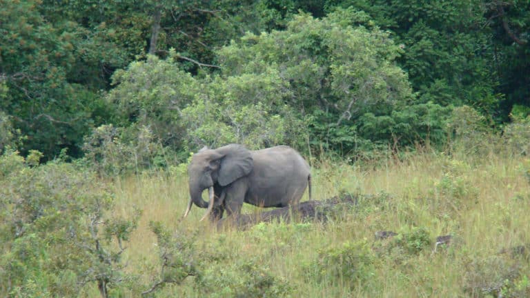elephant-2_fancyscientist-768×432
